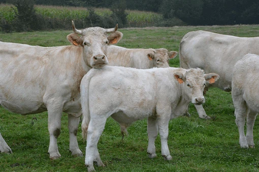 product-1-1 manure-dewatering